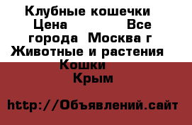 Клубные кошечки › Цена ­ 10 000 - Все города, Москва г. Животные и растения » Кошки   . Крым